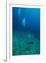 Scuba Diving-Matthew Oldfield-Framed Photographic Print