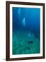 Scuba Diving-Matthew Oldfield-Framed Photographic Print