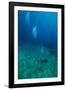 Scuba Diving-Matthew Oldfield-Framed Photographic Print