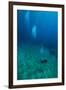 Scuba Diving-Matthew Oldfield-Framed Photographic Print
