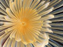 Spiral Tube Worm, Schraubensabelle (Spirographis Spallanzani)-scubaluna-Mounted Photographic Print