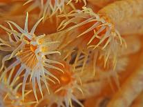 Spiral Tube Worm, Schraubensabelle (Spirographis Spallanzani)-scubaluna-Framed Photographic Print