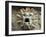Sculpted Head of Goddess, Temple of Quetzacoatl, Teotihuacan, Mexico, North America-Desmond Harney-Framed Photographic Print