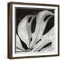 Sculpted Leaf, Hawaii, 1979 (silver gelatin print)-Brett Weston-Framed Photographic Print