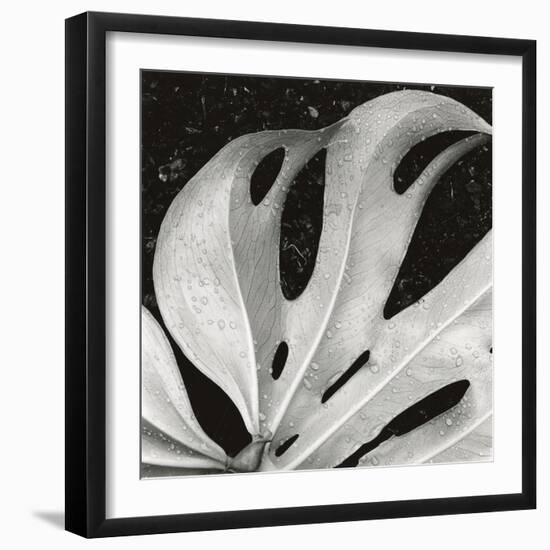 Sculpted Leaf, Hawaii, 1979 (silver gelatin print)-Brett Weston-Framed Photographic Print