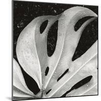 Sculpted Leaf, Hawaii, 1979 (silver gelatin print)-Brett Weston-Mounted Photographic Print