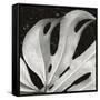 Sculpted Leaf, Hawaii, 1979 (silver gelatin print)-Brett Weston-Framed Stretched Canvas