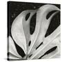 Sculpted Leaf, Hawaii, 1979 (silver gelatin print)-Brett Weston-Stretched Canvas