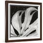 Sculpted Leaf, Hawaii, 1979 (silver gelatin print)-Brett Weston-Framed Photographic Print