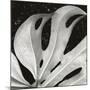 Sculpted Leaf, Hawaii, 1979 (silver gelatin print)-Brett Weston-Mounted Photographic Print