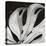 Sculpted Leaf, Hawaii, 1979 (silver gelatin print)-Brett Weston-Stretched Canvas