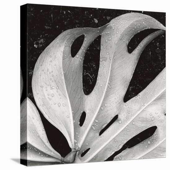 Sculpted Leaf, Hawaii, 1979 (silver gelatin print)-Brett Weston-Stretched Canvas