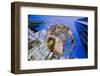 Sculptor of Earth in front of Trump Towers in Manhattan, New York City, New York-null-Framed Photographic Print