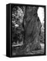 Sculptural Trunk of a Very Large Oak Tree-Alfred Eisenstaedt-Framed Stretched Canvas