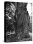 Sculptural Trunk of a Very Large Oak Tree-Alfred Eisenstaedt-Stretched Canvas
