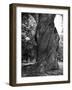 Sculptural Trunk of a Very Large Oak Tree-Alfred Eisenstaedt-Framed Photographic Print