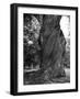 Sculptural Trunk of a Very Large Oak Tree-Alfred Eisenstaedt-Framed Photographic Print