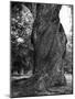 Sculptural Trunk of a Very Large Oak Tree-Alfred Eisenstaedt-Mounted Photographic Print