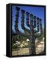 Sculpture of Menorah Near the Knesset in Jerusalem, Israel, Middle East-Simanor Eitan-Framed Stretched Canvas