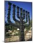 Sculpture of Menorah Near the Knesset in Jerusalem, Israel, Middle East-Simanor Eitan-Mounted Photographic Print