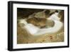 Sculptured Rocks Near the Basin in New Hampshire's Franconia Notch SP-Jerry & Marcy Monkman-Framed Photographic Print