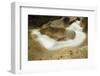 Sculptured Rocks Near the Basin in New Hampshire's Franconia Notch SP-Jerry & Marcy Monkman-Framed Photographic Print