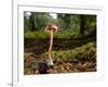 Scurfy twiglet mushroom growing from Beech, New Forest-Nick Upton-Framed Photographic Print