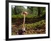 Scurfy twiglet mushroom growing from Beech, New Forest-Nick Upton-Framed Photographic Print