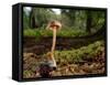 Scurfy twiglet mushroom growing from Beech, New Forest-Nick Upton-Framed Stretched Canvas