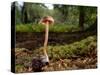 Scurfy twiglet mushroom growing from Beech, New Forest-Nick Upton-Stretched Canvas