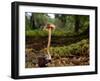 Scurfy twiglet mushroom growing from Beech, New Forest-Nick Upton-Framed Photographic Print