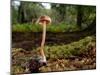 Scurfy twiglet mushroom growing from Beech, New Forest-Nick Upton-Mounted Photographic Print