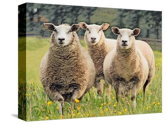 Stretched Canvas Print, , large