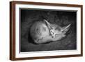Brown Frame