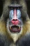 Mandrill 2-SD Smart-Photographic Print