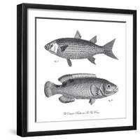 Sea and River Fish I-The Chelsea Collection-Framed Giclee Print