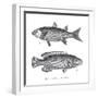 Sea and River Fish I-The Chelsea Collection-Framed Giclee Print