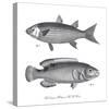 Sea and River Fish I-The Chelsea Collection-Stretched Canvas