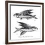 Sea and River Fish II-The Chelsea Collection-Framed Giclee Print