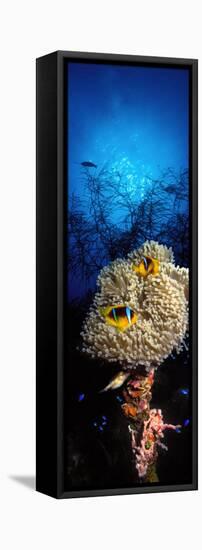 Sea Anemone and Allard's Anemonefish in the Ocean-null-Framed Stretched Canvas