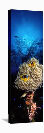 Sea Anemone and Allard's Anemonefish in the Ocean-null-Stretched Canvas