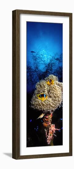 Sea Anemone and Allard's Anemonefish in the Ocean-null-Framed Photographic Print