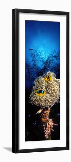 Sea Anemone and Allard's Anemonefish in the Ocean-null-Framed Photographic Print