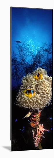 Sea Anemone and Allard's Anemonefish in the Ocean-null-Mounted Photographic Print