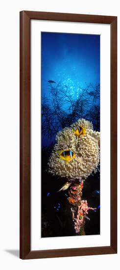 Sea Anemone and Allard's Anemonefish in the Ocean-null-Framed Photographic Print