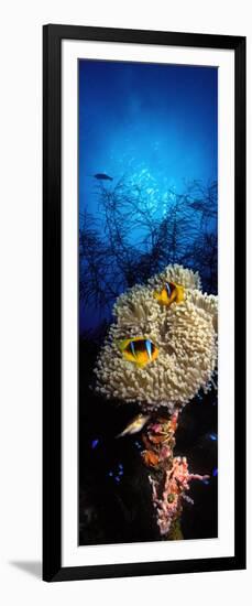 Sea Anemone and Allard's Anemonefish in the Ocean-null-Framed Photographic Print