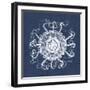 Sea Anemone on Indigo I-Vision Studio-Framed Art Print