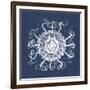 Sea Anemone on Indigo I-Vision Studio-Framed Art Print