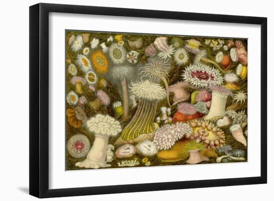 Sea Anemone Panorama-null-Framed Art Print