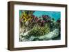 Sea Anemone Surrounded by Soft and Hard Corals, Bahamas-James White-Framed Photographic Print